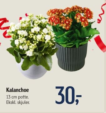 Føtex Ukendt planter tilbud