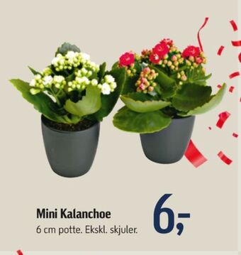 Føtex Ukendt planter tilbud