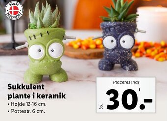 Lidl Sukkulent plante i keramik tilbud