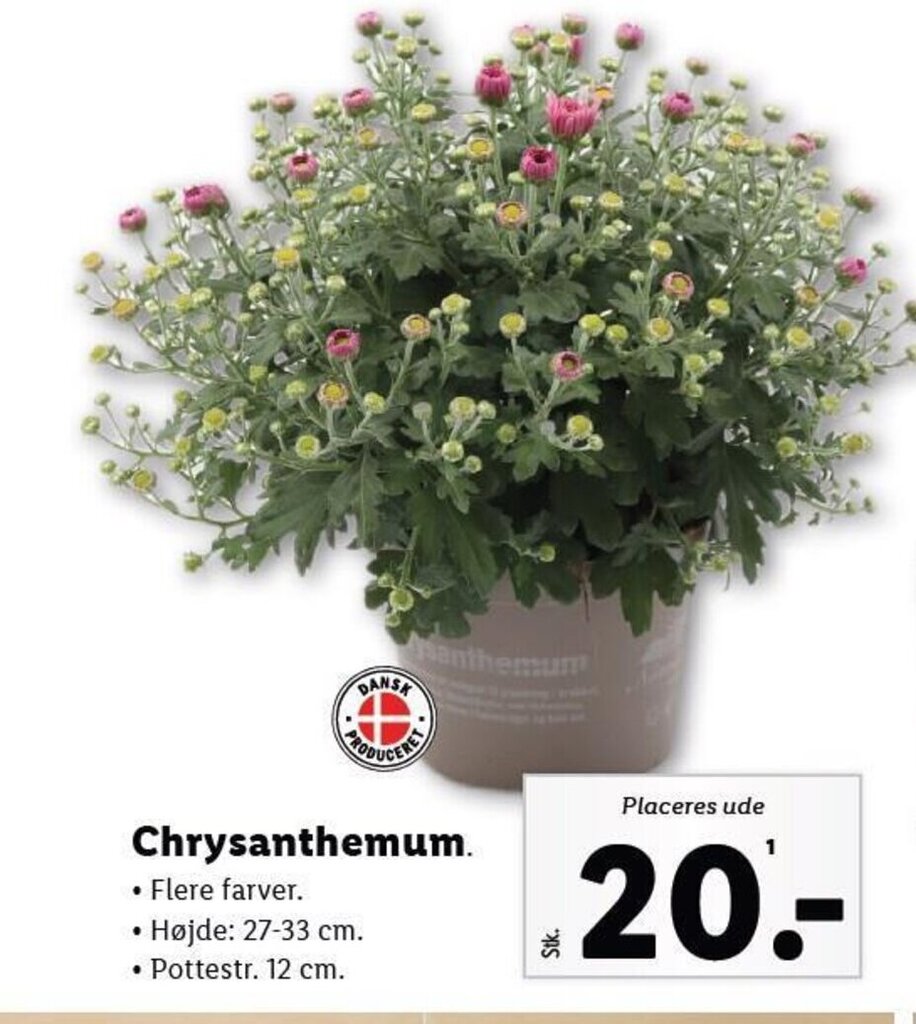 Chrysanthemum tilbud hos Lidl