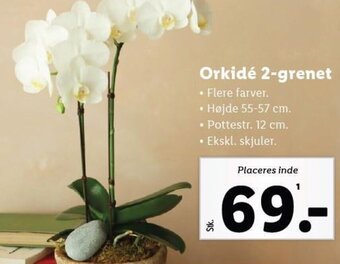 Lidl Orkidé 2-grenet tilbud