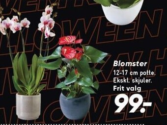 Bilka Blomster tilbud
