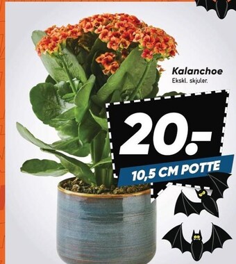 Bilka Kalanchoe tilbud