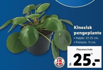 Kinesisk pengeplante