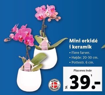 Lidl Mini orkidé i keramik tilbud