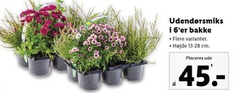 Lidl Udendørsmiks i 6'er bakke tilbud