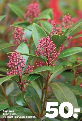 Netto Skimmia tilbud