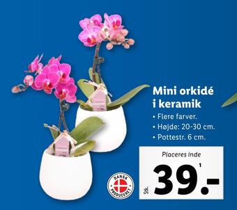 Lidl Mini orkidé i keramik tilbud
