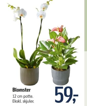 Føtex Ukendt planter tilbud