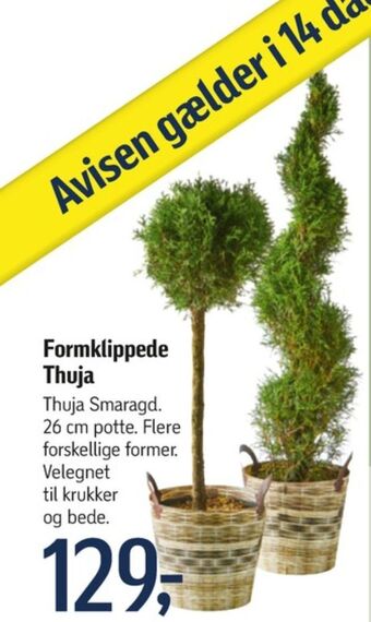 Føtex Ukendt planter tilbud