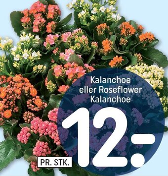 REMA 1000 Kalanchoe eller Roseflower Kalanchoe tilbud