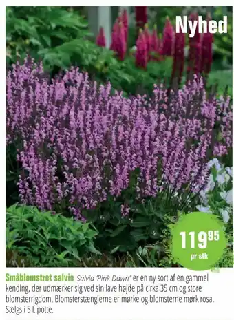 Småblomstret salvie