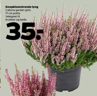 Netto Ukendt planter tilbud