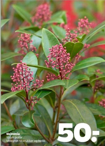 Netto Ukendt planter tilbud