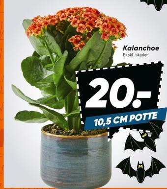 Ukendt planter