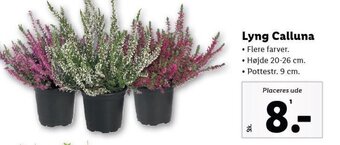 Lidl Lyng Calluna tilbud