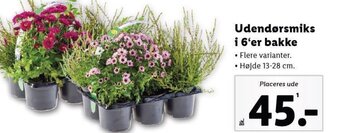 Lidl Udendørsmiks i 6'er bakke tilbud