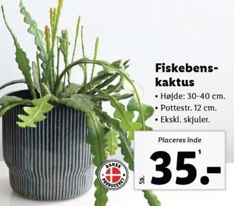 Lidl Fiskebens-kaktus tilbud
