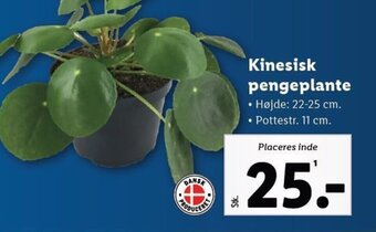 Lidl Kinesisk pengeplante tilbud