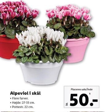 Lidl Alpeviol i skål tilbud