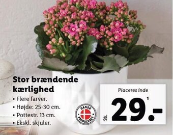Lidl Stor brændende kærlighed tilbud