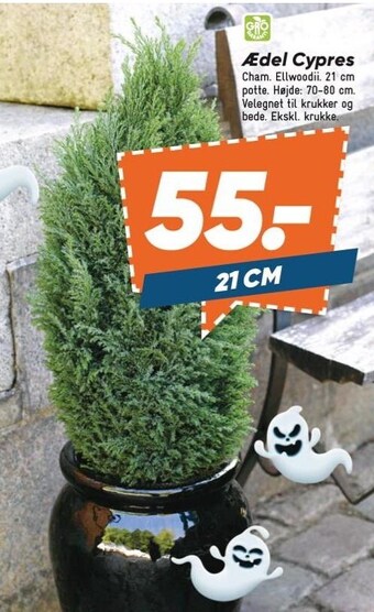 Bilka Ædel cypres tilbud