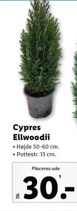Lidl Cypres Ellwoodii • Højde 50-60 cm. tilbud