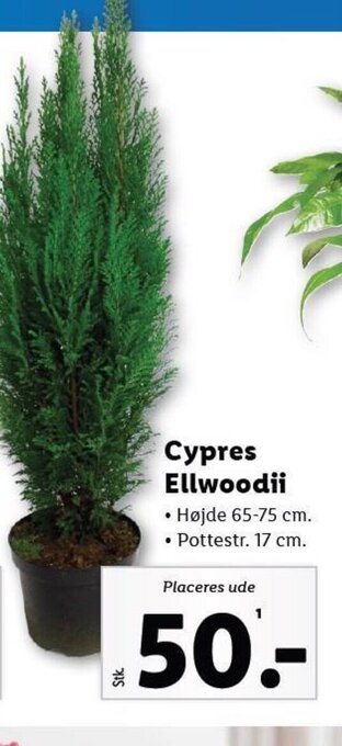Lidl Cypres Ellwoodii • Højde 65-75 cm. tilbud
