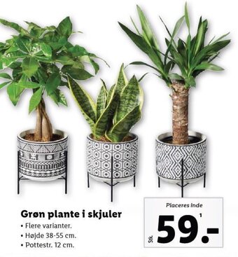 Lidl Grøn plante i skjuler tilbud