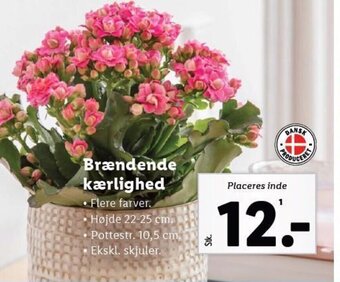 Lidl Brændende kærlighed tilbud