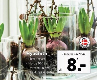Lidl Hyacinth tilbud