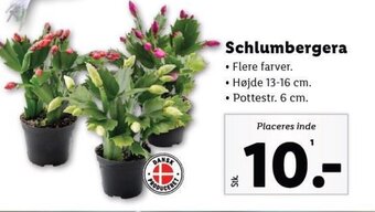 Schlumbergera