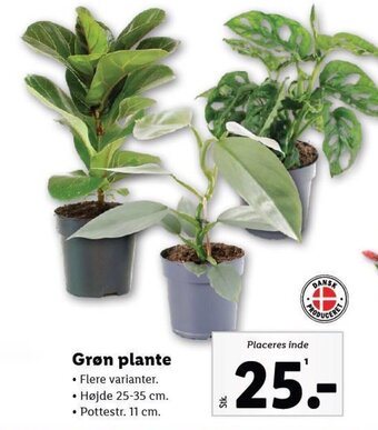 Lidl Grøn plante tilbud