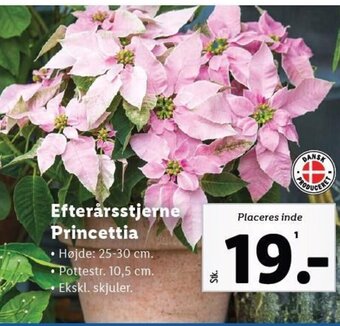 Lidl Efterårsstjerne Princettia tilbud