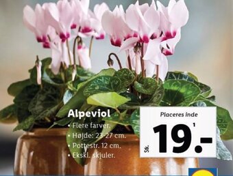 Lidl Alpeviol tilbud