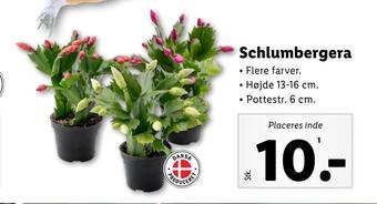 Lidl Schlumbergera tilbud