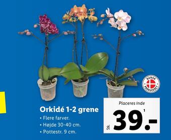 Lidl Orkidé 1-2 grene tilbud