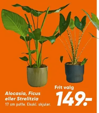 Bilka Ukendt planter tilbud