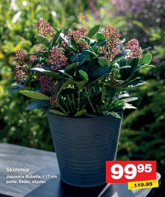 Skimmia Japonica Rubella. I 17 cm potte. Ekskl. skjuler.
