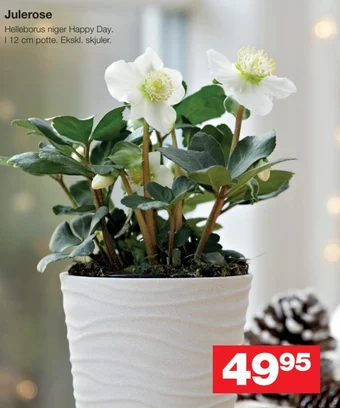 Bauhaus Julerose tilbud