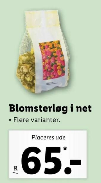 Let-Køb Blomsterløg i net tilbud