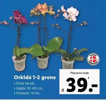 Lidl Orkidé 1-2 grene tilbud