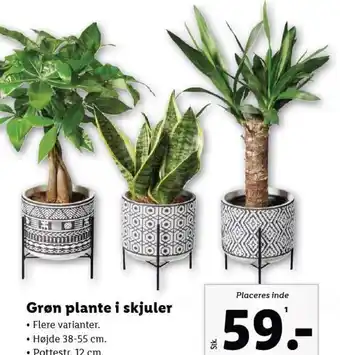 Lidl Grøn plante i skjuler tilbud