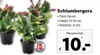 Lidl Schlumbergera tilbud