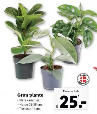 Lidl Grøn plante tilbud