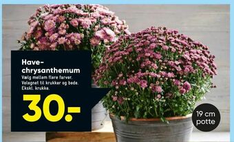Bilka Have chrysanthemum tilbud