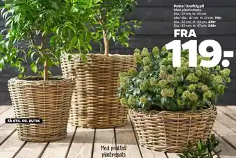 Netto Potte i Kraftig Pil Dia.:37 cm,H:33 cm tilbud