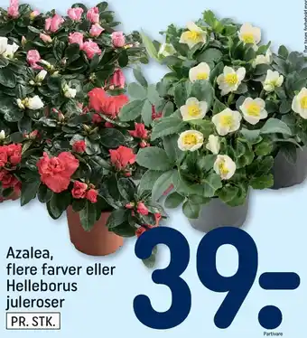 REMA 1000 Azalea tilbud