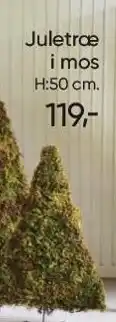 Juletræ i mos