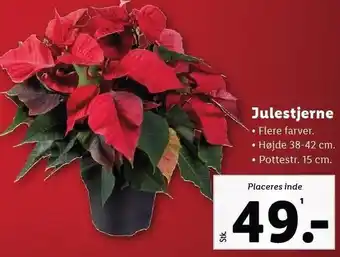 Lidl Julestjerne tilbud